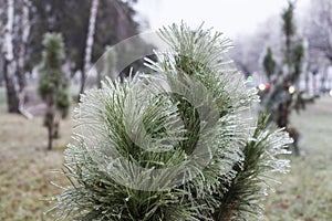 Ice Coating on Pine Tree