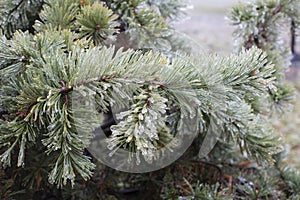 Ice Coating on Pine Tree