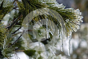 Ice Coating on Pine Tree