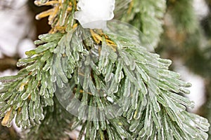 Ice Coating on Pine Tree