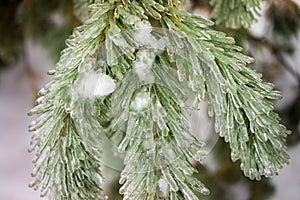 Ice Coating on Pine Tree