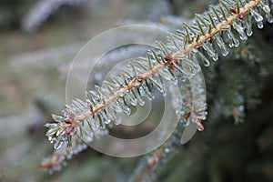 Ice Coating on Pine Tree