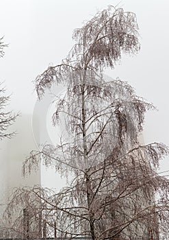 Ice-covered birch against the distant multistory buildings in fog