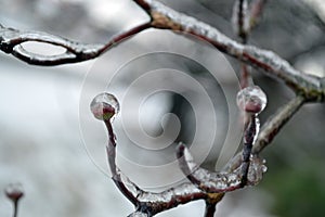 Ice covered branch