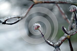 Ice covered branch in winter