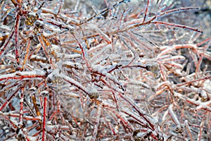 Ice Covered Branches Close Up