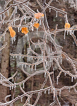 Ice covered branches after an ice storm.