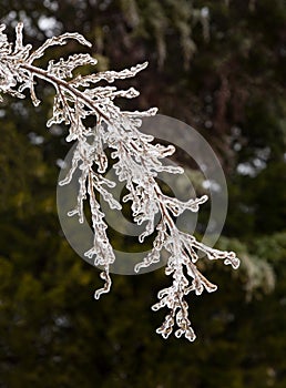 Ice covered branches start to melt to icicles