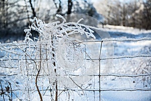 Ice Covered Branches In Wire Fence