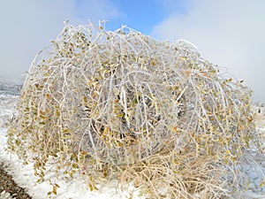 Ice Covered Bush with Colourful Autumn Leaves