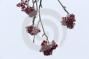 Ice-covered clusters of rowan berries against the cloudy sky