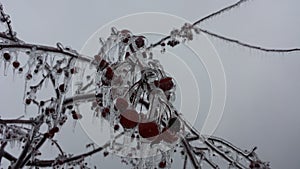 Ice covered crab apples 3