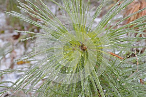 Ice covered green plant