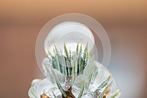 Ice covered needles of coniferous tree. Macro icing rain.