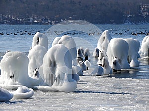 Ice covered old pier pilings with geese and ducks on Cayuga Lake