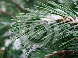 Ice covered pine branches in winter. Blurred fir tree branches covered with snow. Winter snowy pine tree Christmas scene