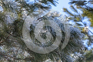 Ice-Covered Pine Needles on a Winter`s Afternoon