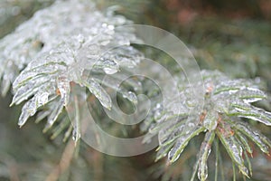 Ice covered pine needles in winter storm
