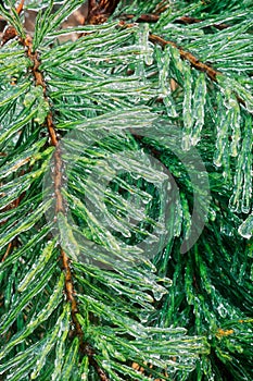 Ice covered pine trees after winter ice strom in Kentucky