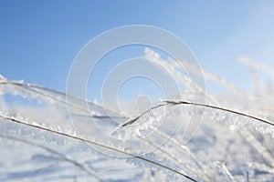 Ice-covered plant on an abstract background