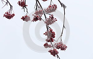 Ice-covered rowan branches with berries against the cloudy sky