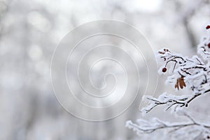 Ice-covered rowan tree