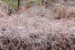 Ice-covered shrubs and stems of the climbing plants