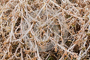 Ice-covered stems of the dry high grass, background