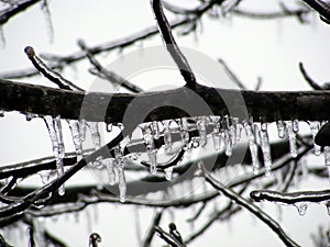 Ice Covered Tree Branch