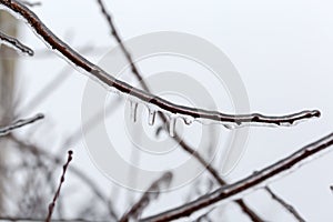 Ice-covered tree branch on a blurred background of sky