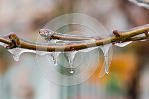 Ice-covered tree branches on a blurred background, close-up