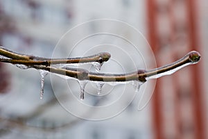 Ice-covered tree branches on a blurred background, close-up