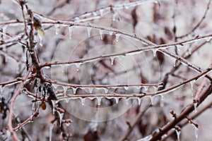 Ice-covered tree branches on blurred background other trees