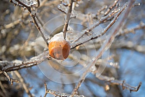 Ice Covered Tree Branches With Rotten Apple