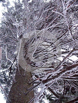 Ice-covered tree branches in the winter forest in the mountains. In the Carpathians in Ukraine