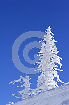 Ice covered tree on mountain