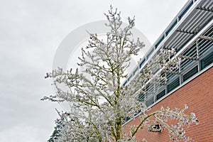 Ice covered tree and office building on overcast sky background