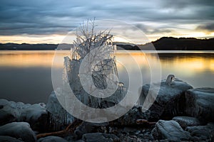 Ice covered tree and shore of Jonsvatnet lake in Norway