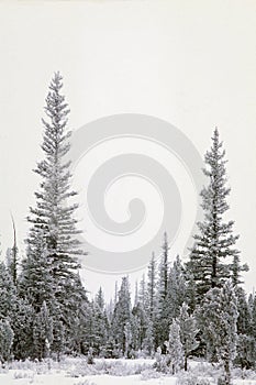 Ice-covered trees