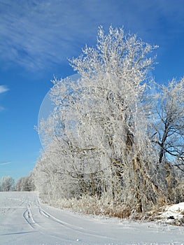 Ice covered trees in cornfield hedgerow in NYS