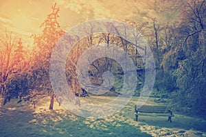 Ice Covered Trees and Park Bench