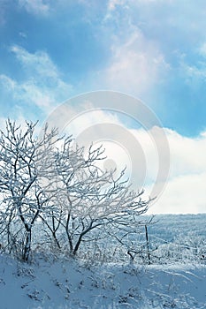 Ice covered trees on a sunny winter day