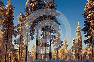 ice-covered trees in very cold finnish Lapland