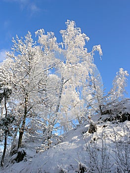 Ice Covered Trees in Winter