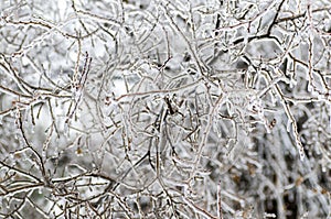 Ice covered twigs