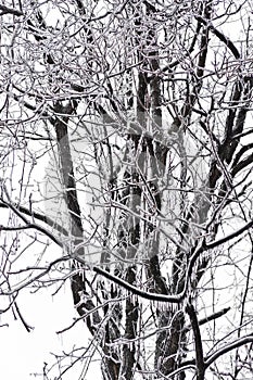 Ice Covered Walnut Tree