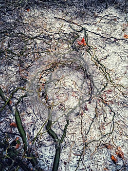 Ice-covered weeping tree branches