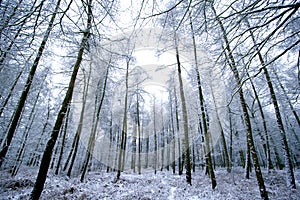 Ice covered wooded forest.