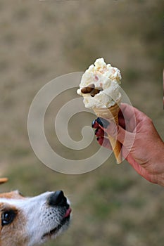 Ice cream for dogs made of soya milk dog biscuits