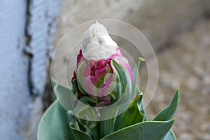 Ice cream tulip plant with dense layered violet to pure white tepals planted in local garden starting to open and bloom surrounded